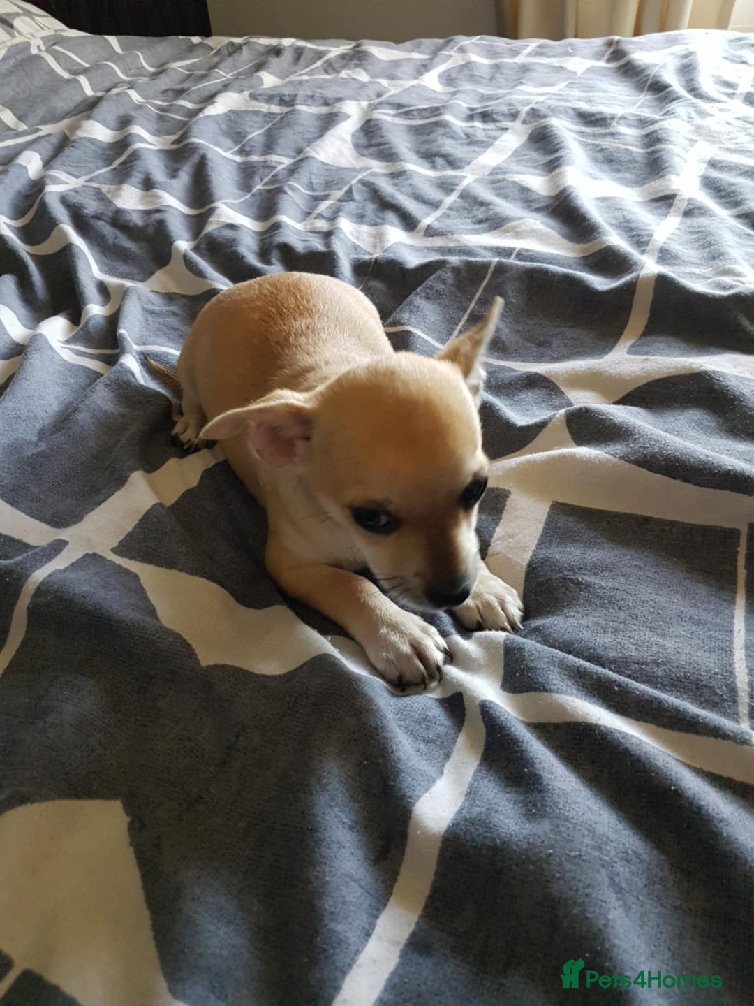 Chihuahua dogs for sale: Gorgeous Chihuahua puppies, ready now. - Image 11