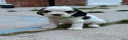 Cocker Spaniel dogs for sale: Amazing pups - Advert 2