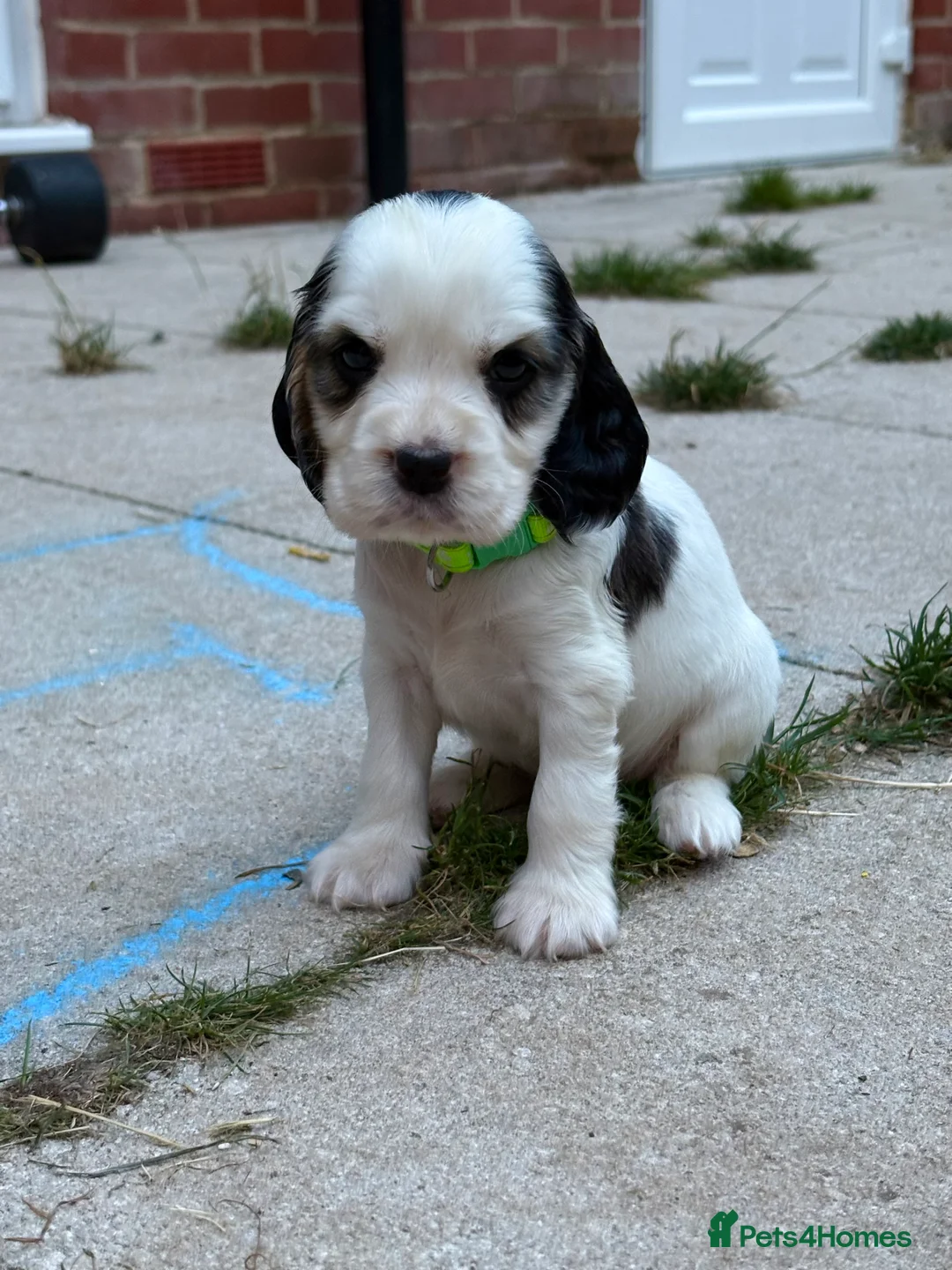 Cocker Spaniel dogs for sale: Amazing pups - Advert 2