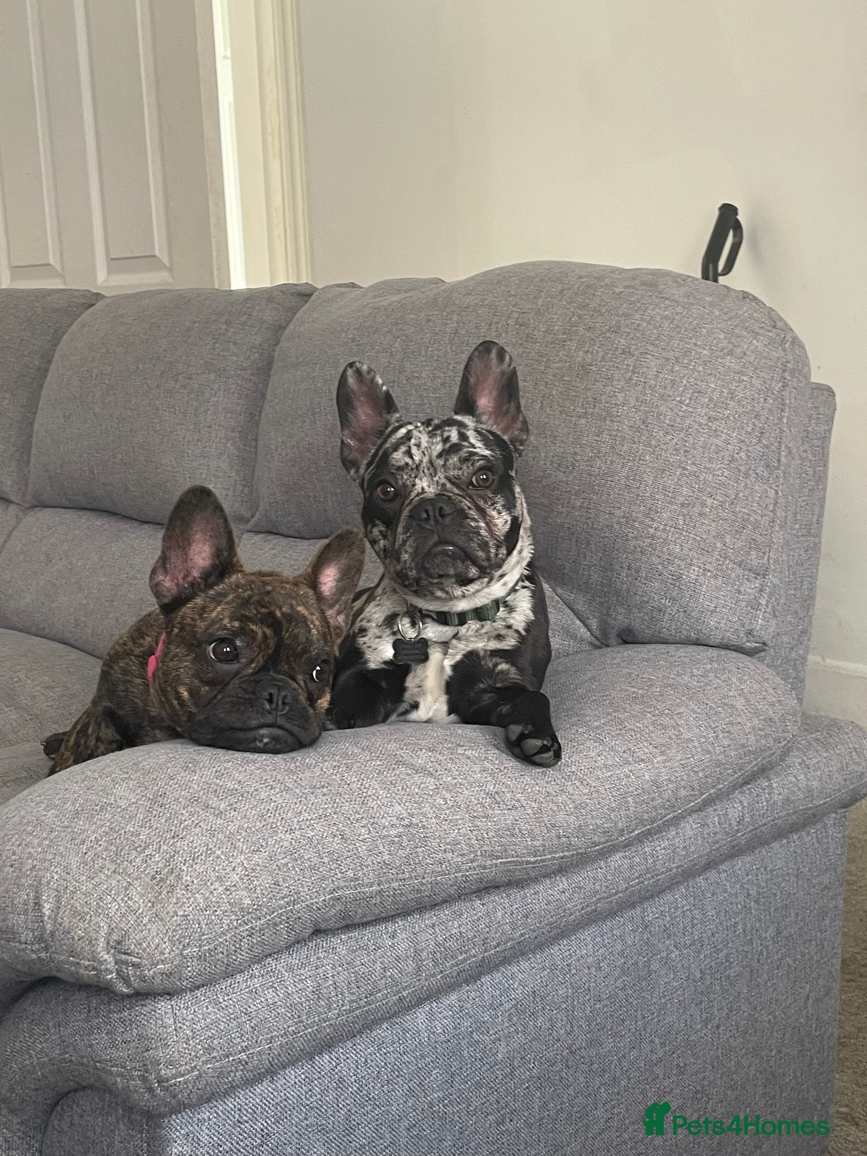 French Bulldog dogs French Bulldog Siblings  - Advert 14