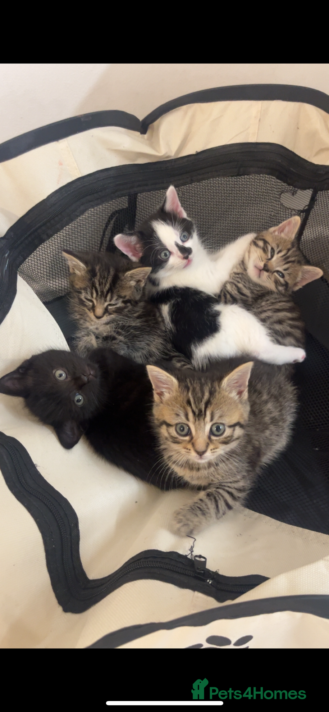 Mixed Breed cats for sale: Beautiful kittens  - Advert 7