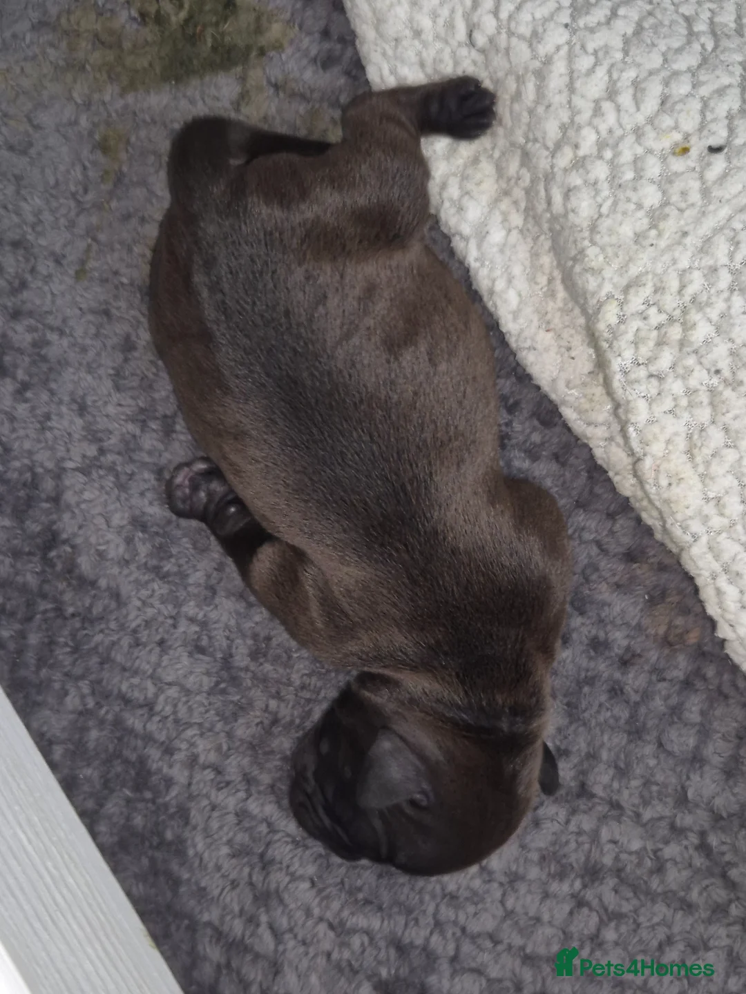 Mixed Breed dogs for sale: 2 handsome bullweiller's left from a litter of 10 - Advert 2