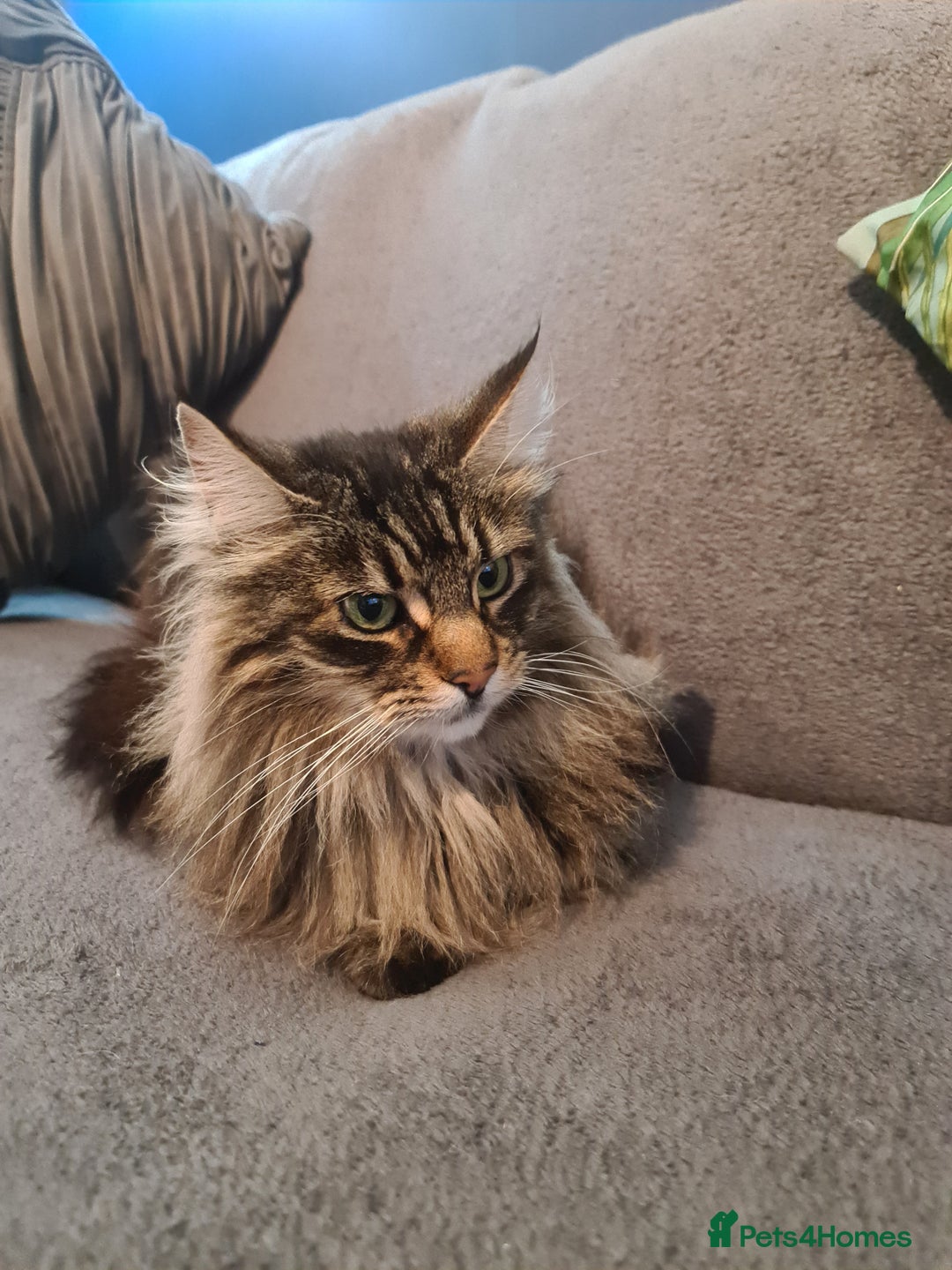 Maine Coon cats for sale: Gorgeous Maine Coon cross Bengal Kittens  - Image 7
