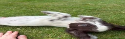 Cocker Spaniel dogs for sale: *Beautiful Litter Of Cockerspaniels* in Carnforth - Advert 15