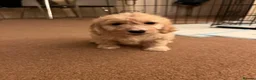 Cockapoo dogs for sale: 4 female, 1 male in Eastleigh - Advert 11