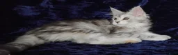 Maine Coon cats for sale: Pure Maine Coons Kittens For Sale - Advert 9