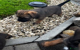 Border Terrier dogs for sale: Border Terrier puppy x1 boy - Image 12