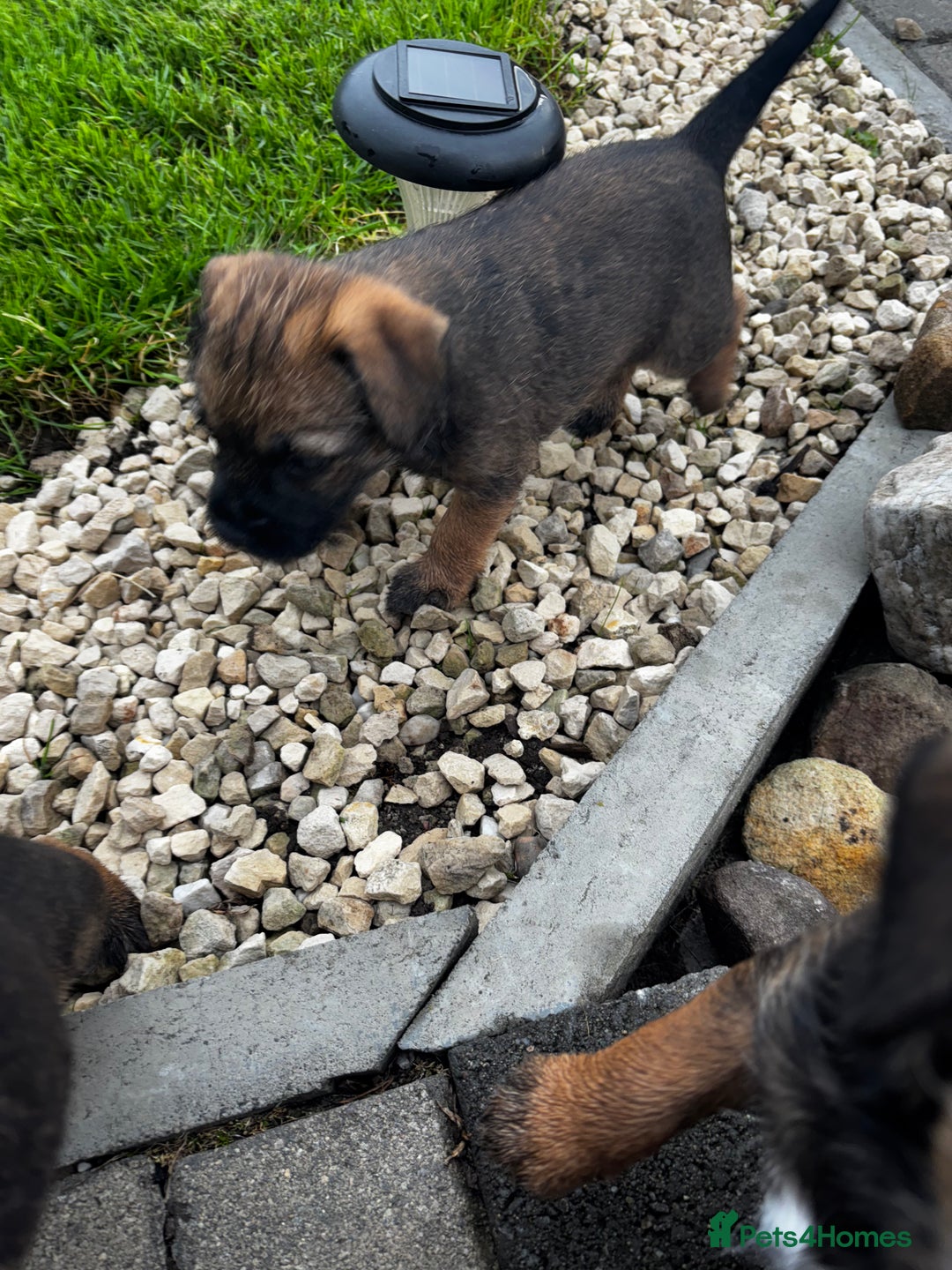 Border Terrier dogs for sale: Border Terrier puppy x1 boy - Image 12