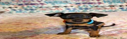 Miniature Pinscher dogs for sale: Miniature Pinscher Puppies for sale  - Advert 14