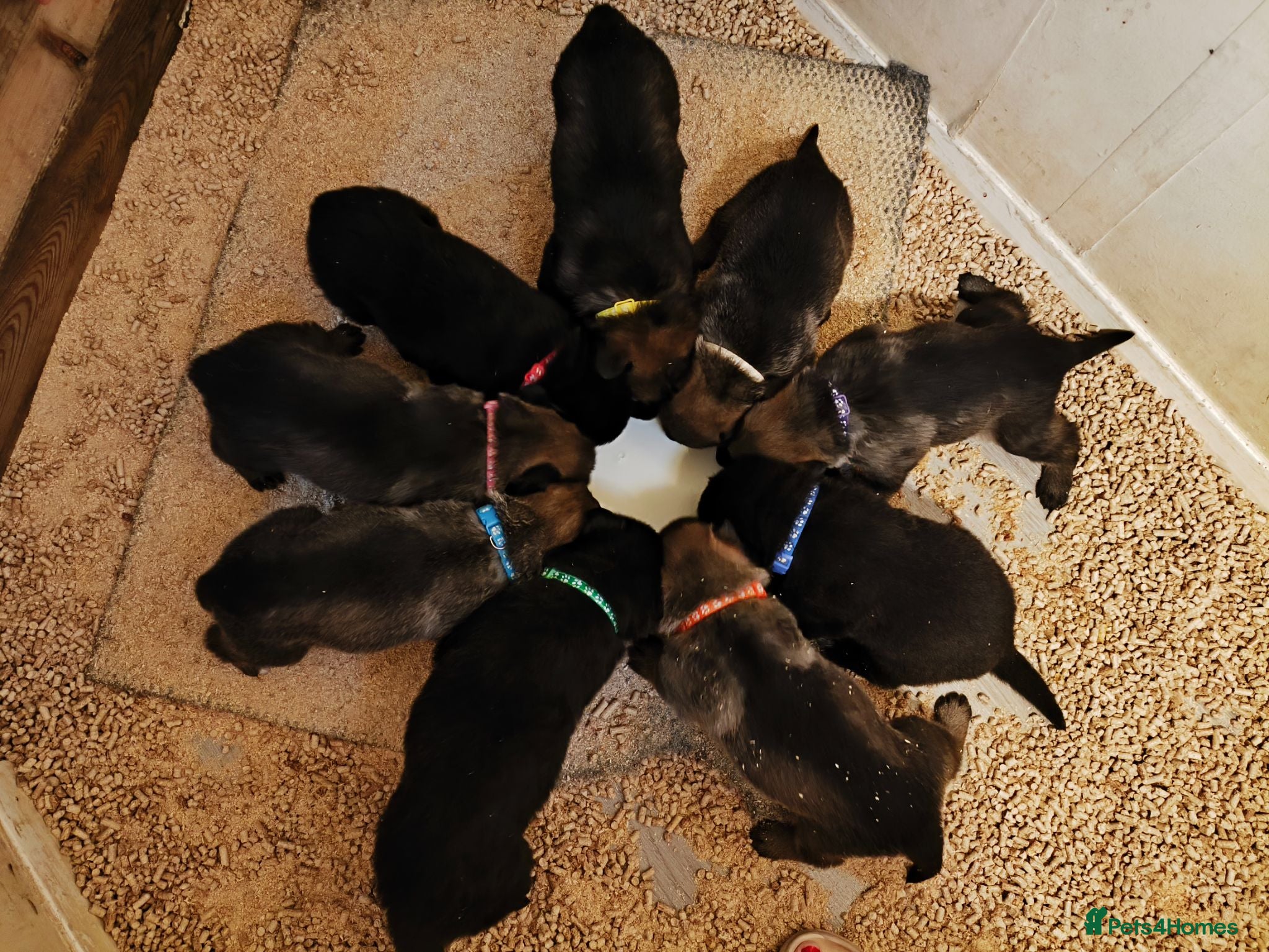 German Shepherd dogs German shepherd puppies  - Advert 2