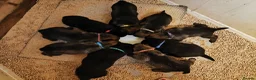 German Shepherd dogs for sale: German shepherd puppies  in Kilmarnock - Advert 1