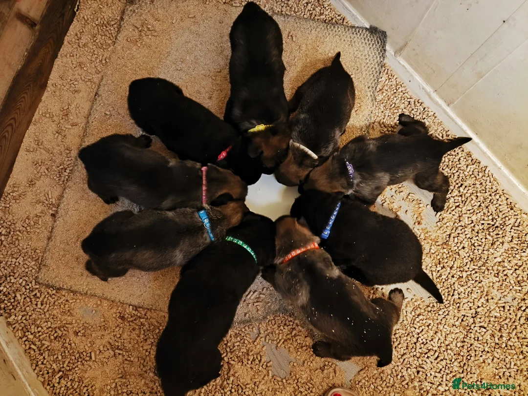 German Shepherd dogs for sale: German shepherd puppies  in Kilmarnock - Advert 1