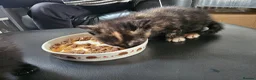 Mixed Breed cats for sale: 2 beautiful kittens - Advert 10