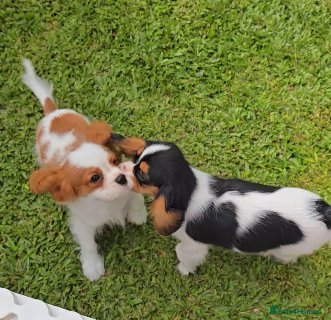 Cavalier King Charles Spaniel dogs for sale: Pure-bred Cavalier King Charles Spaniel puppies  - Image 2