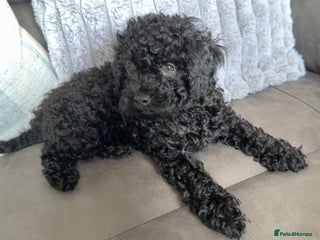 Miniature Poodle dogs Miniature poodle - Advert 2