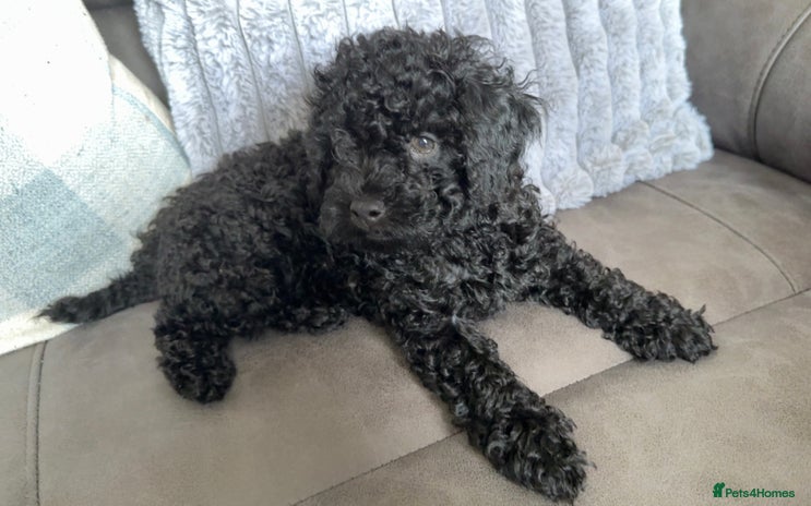 Miniature Poodle dogs Miniature poodle - Advert 1