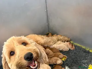 Mini Goldendoodle dogs Outstanding Goldendoodle puppies - Advert 4