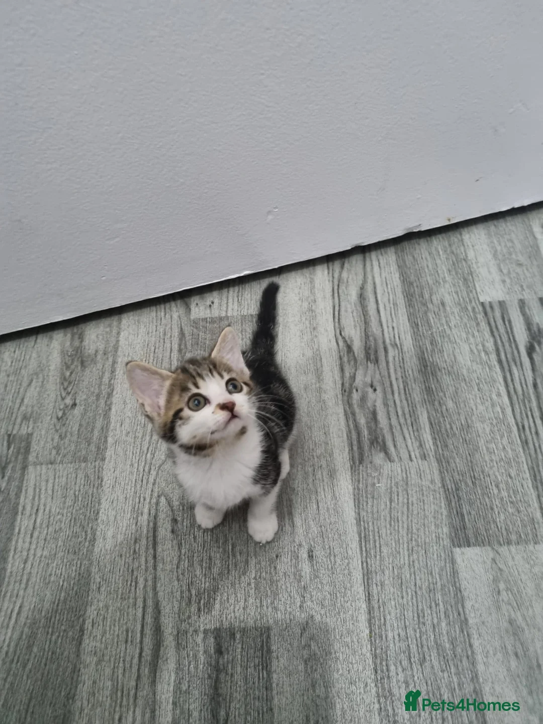 Mixed Breed cats for sale: Six beautiful mainecoon cross kittens - Advert 9