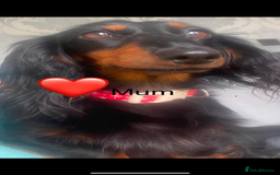 Dachshund dogs for sale: Dachshund pups - Image 8