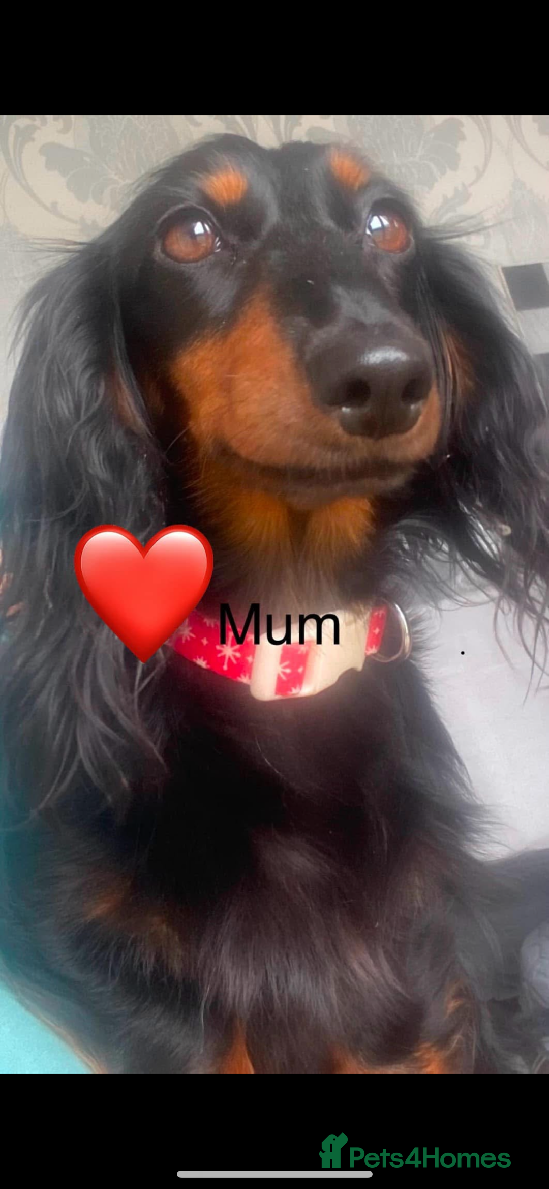 Dachshund dogs for sale: Dachshund pups - Image 8