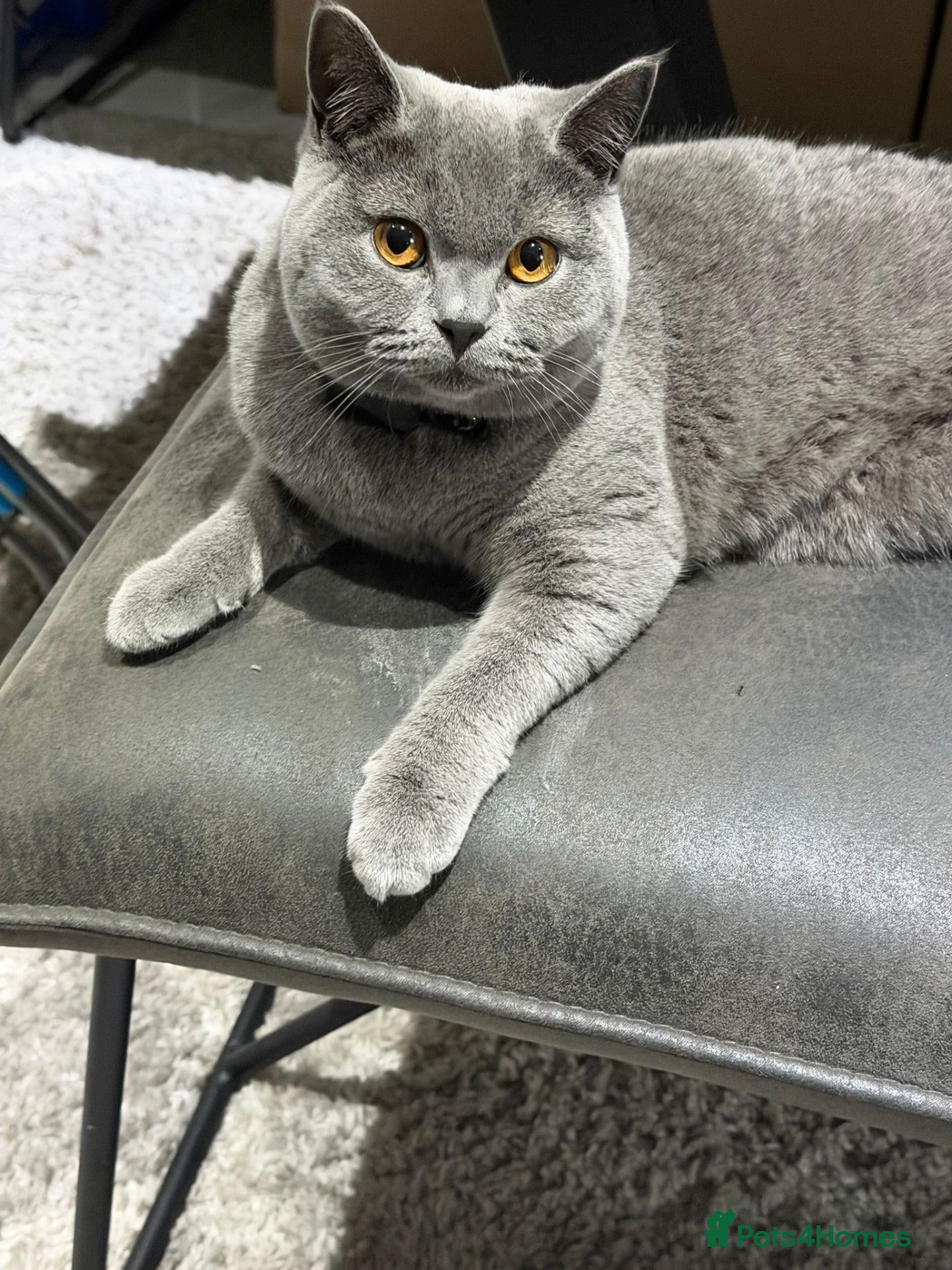 British Shorthair cats British Shorthair champion breed - Advert 1