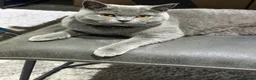 British Shorthair cats for sale: British Shorthair champion breed - Advert 1