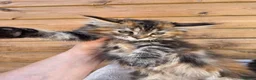 Maine Coon cats for sale: Maine Coon x Ragdoll x Persian  - Advert 14