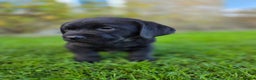 Labrador Retriever dogs for sale: High Quality Black Labrador Puppies - Advert 12