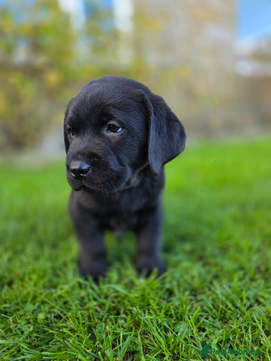 Labrador Retriever dogs for sale: High Quality Black Labrador Puppies - Advert 12