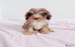 Cockapoo dogs for sale: Outstanding Cockapoo Puppies - Image 8