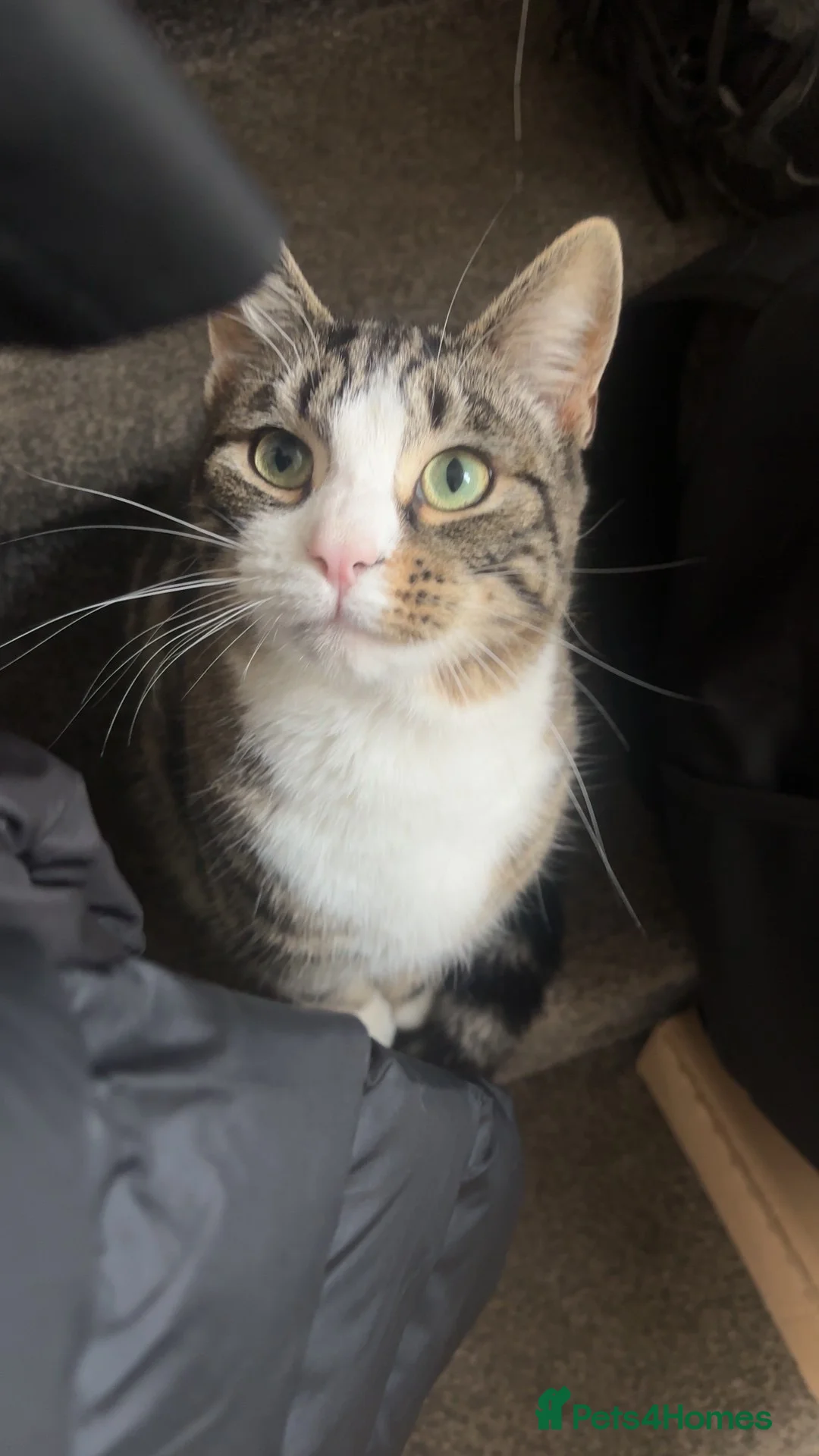 Mixed Breed cats for sale: jayjay - Advert 5