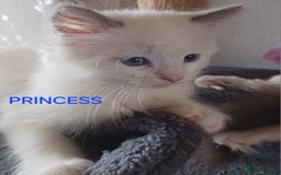Ragdoll cats for sale: CUTE BLUE COLOUR POINT RAGDOLL KITTENS  - Image 3