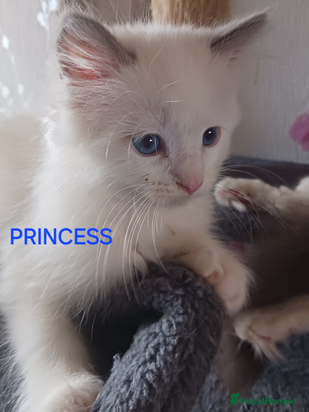 Ragdoll cats for sale: CUTE BLUE COLOUR POINT RAGDOLL KITTENS  - Image 3