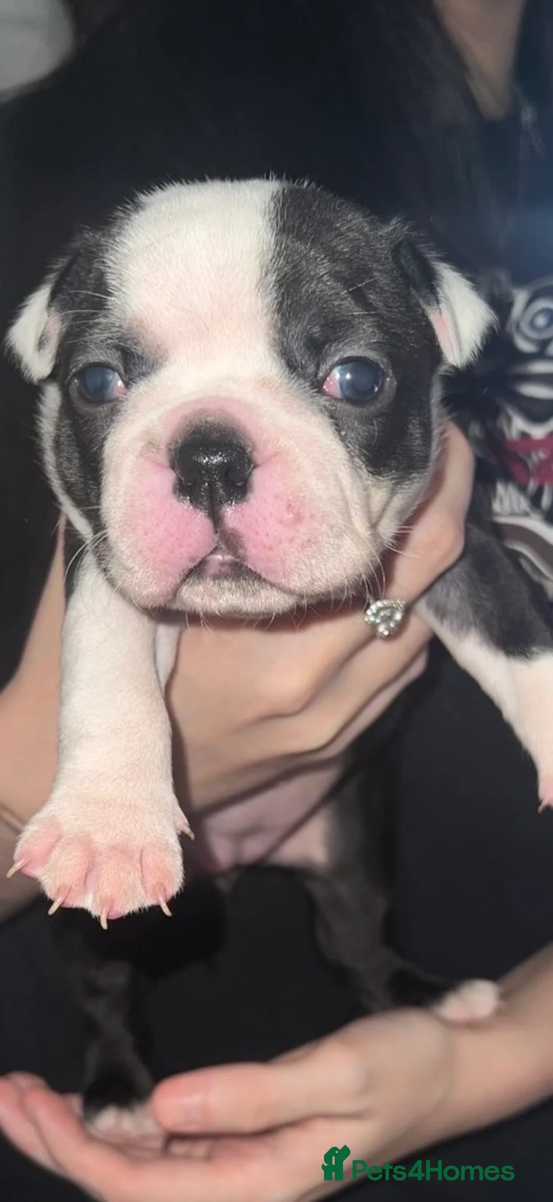 Boston Terrier dogs for sale: Quality Lines KC Registered Boston Terrier Puppies - Advert 22
