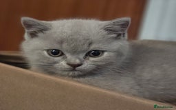 British Shorthair cats for sale: Pedigree, British Shorthair, TICA reg kittens - Image 38
