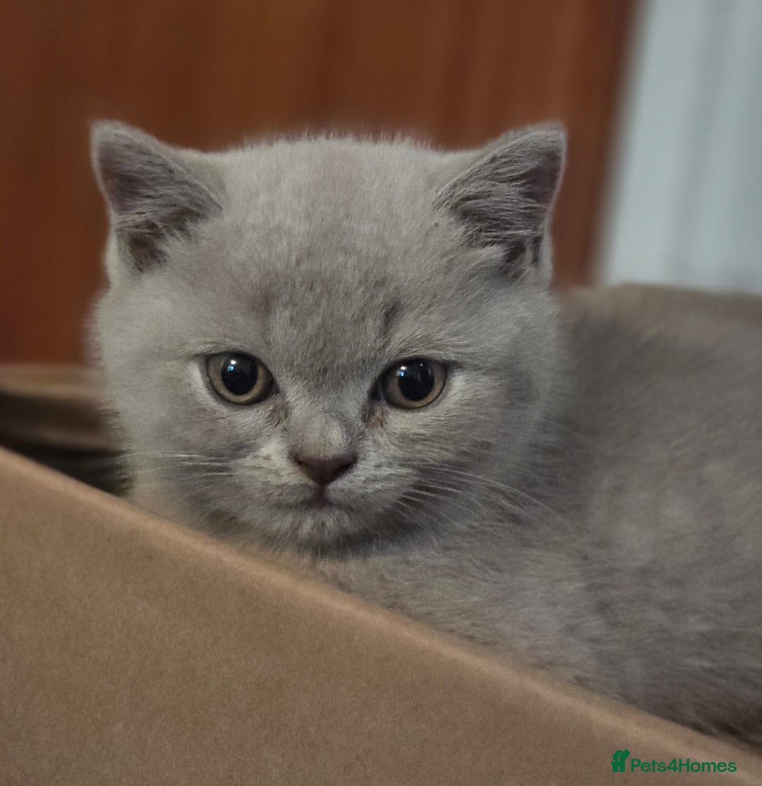British Shorthair cats for sale: Pedigree, British Shorthair, TICA reg kittens - Image 38