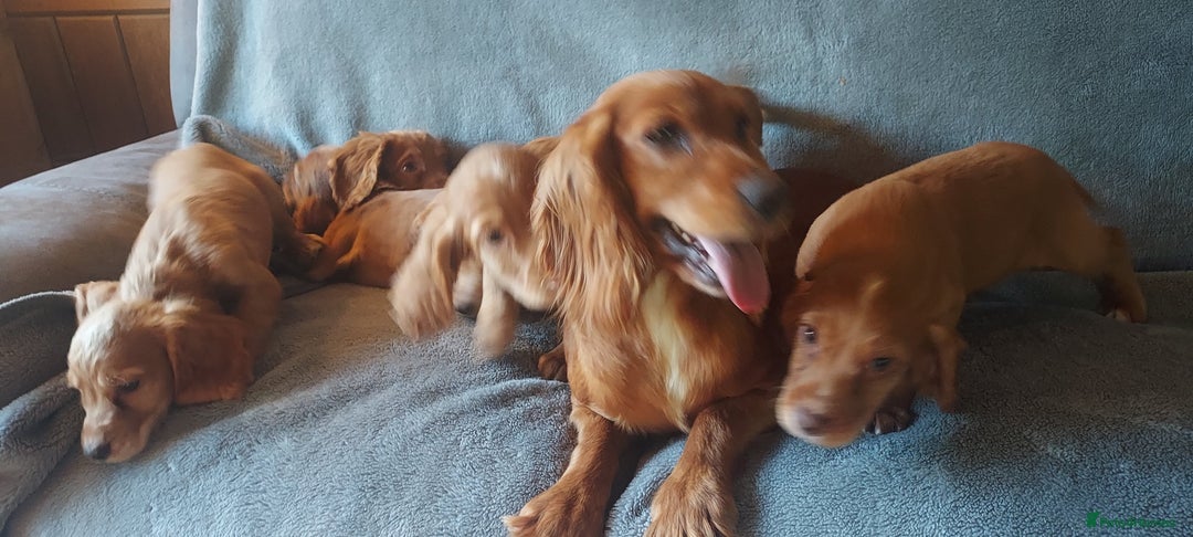 Cocker Spaniel dogs for sale: Beautiful health checked cocker spaniel puppies - Image 12