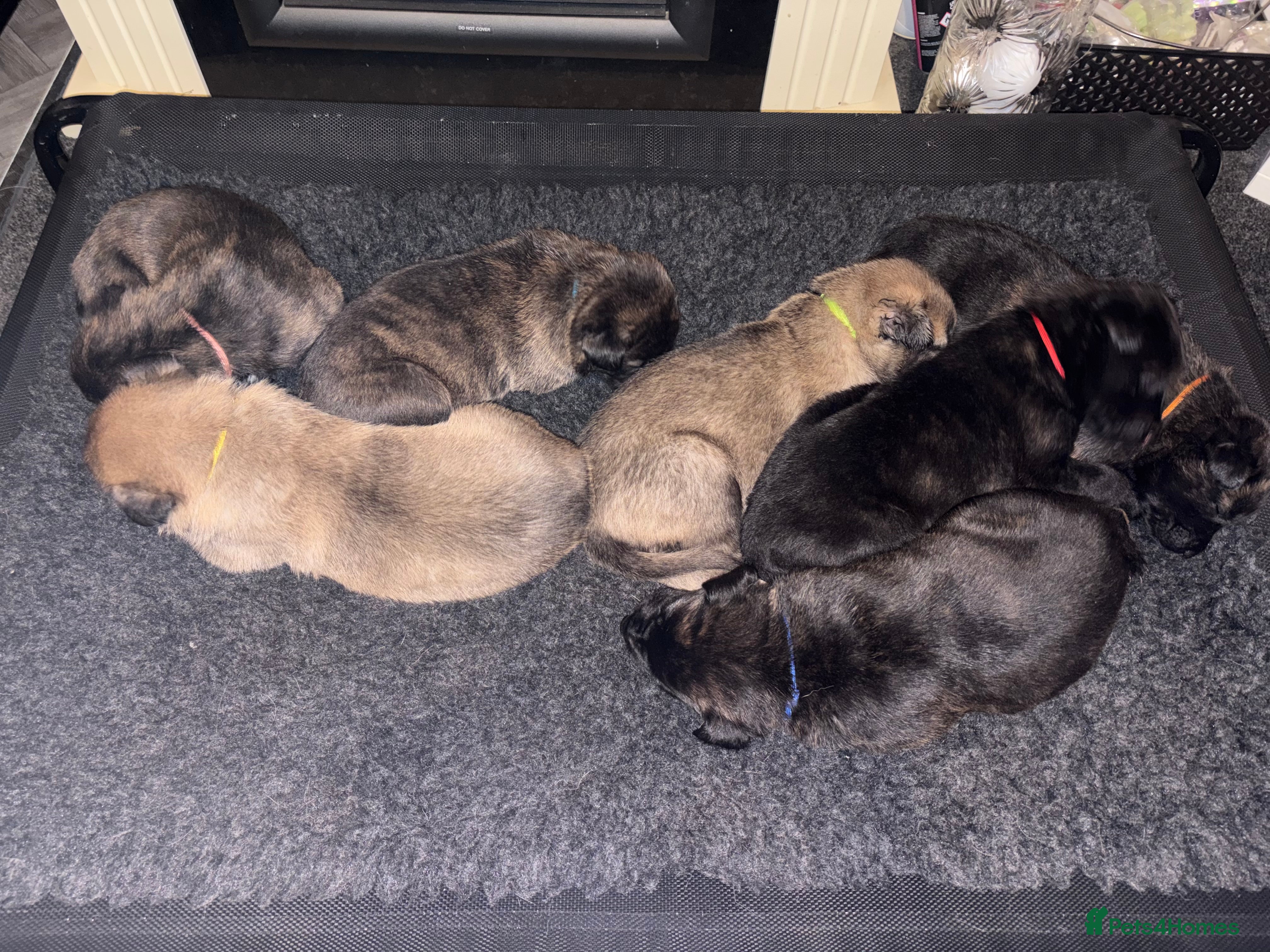 Mixed Breed dogs Belgium Malinois x Dutch Herder Puppies - Advert 7