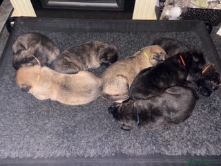 Mixed Breed dogs Belgium Malinois x Dutch Herder Puppies - Advert 7