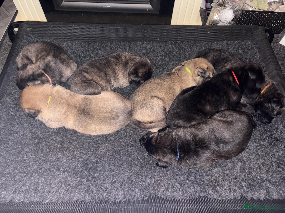 Mixed Breed dogs for sale: Belgium Malinois x Dutch Herder Puppies - Advert 6