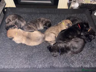 Mixed Breed dogs Belgium Malinois x Dutch Herder Puppies - Advert 8