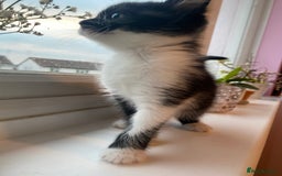 Mixed Breed cats for sale: 3 super fluffy cute kittens  - Image 15