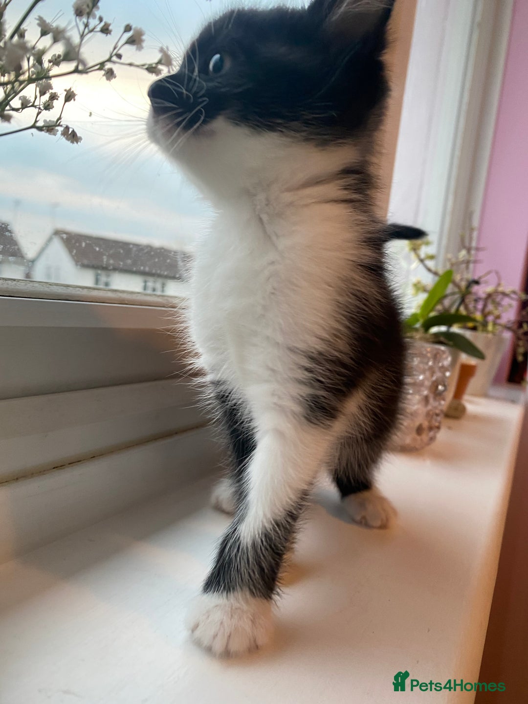 Mixed Breed cats for sale: 3 super fluffy cute kittens  - Image 15