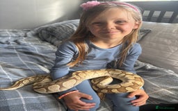 Python Snake reptiles for sale: Adult female Lesser platinum ball python - Image 2