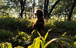 Cocker Spaniel dogs for sale: Pure Bred Show Cocker Spaniels  - Image 6
