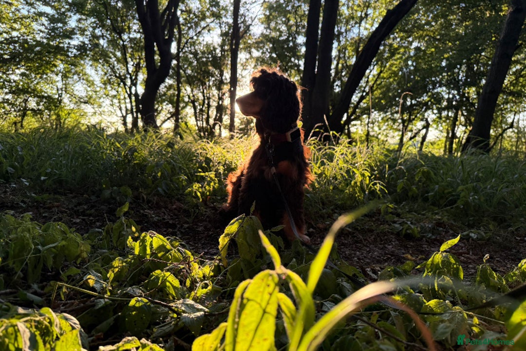 Cocker Spaniel dogs for sale: Pure Bred Show Cocker Spaniels  - Image 6