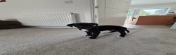 Lurcher dogs for sale: Whippet x saluki greyhound  - Advert 2