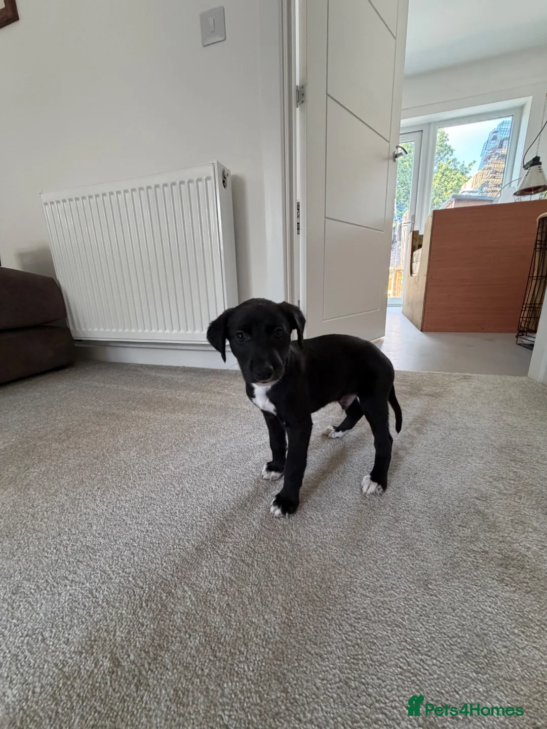 Lurcher dogs for sale: Whippet x saluki greyhound  - Advert 2