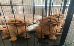 Cavapoo dogs for sale: 🐶🐩STUNNING MINIATURE CAVAPOO PUPPIES🐩🐶 - Image 6