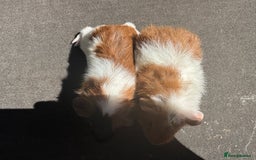 Guinea Pig rodents for sale: Stunning baby male guinea pigs  - Image 5